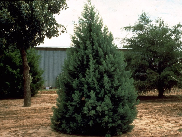 Hesperocyparis arizonica (Arizona cypress) #16749