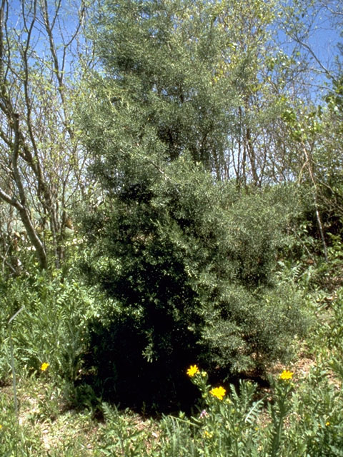 Hesperocyparis arizonica (Arizona cypress) #16750