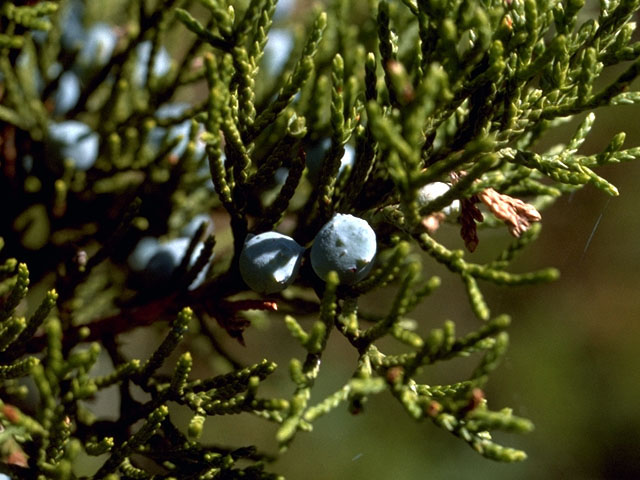 Juniperus ashei (Ashe juniper) #16758