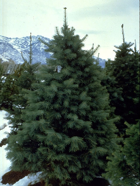 Abies concolor (White fir) #16783