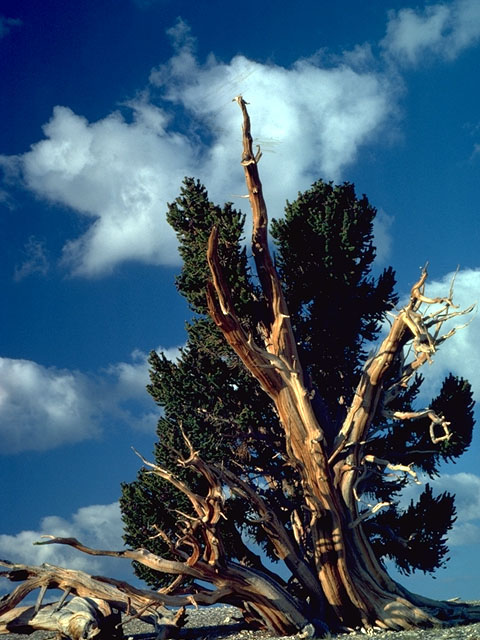 Pinus longaeva (Great basin bristlecone pine) #16790
