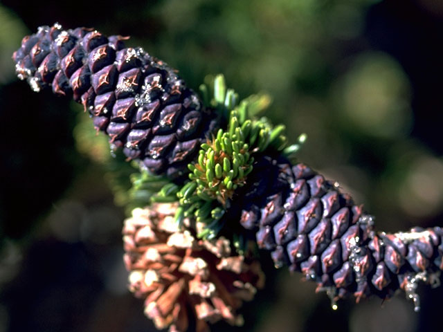 Pinus longaeva (Great basin bristlecone pine) #16793