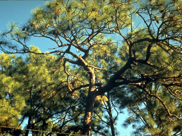 Pinus palustris (Longleaf pine) #16796