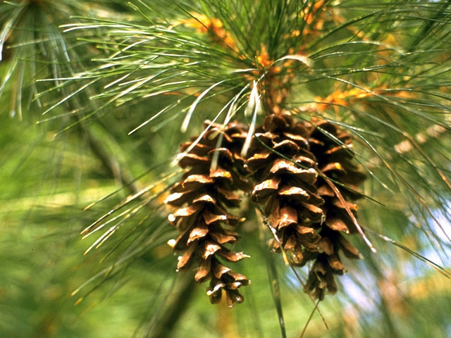 Pinus strobus (Eastern white pine) #16798