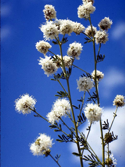 Dalea multiflora (Roundhead prairie clover) #4285