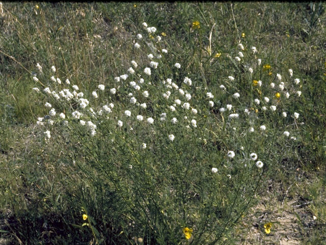 Dalea multiflora (Roundhead prairie clover) #4286