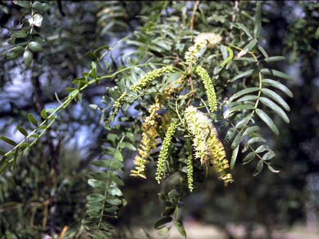 Prosopis glandulosa (Honey mesquite) #4302