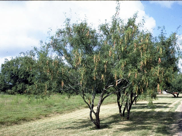 Prosopis glandulosa (Honey mesquite) #4303