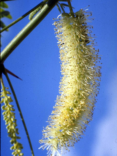 Prosopis glandulosa var. glandulosa (Honey mesquite) #4309