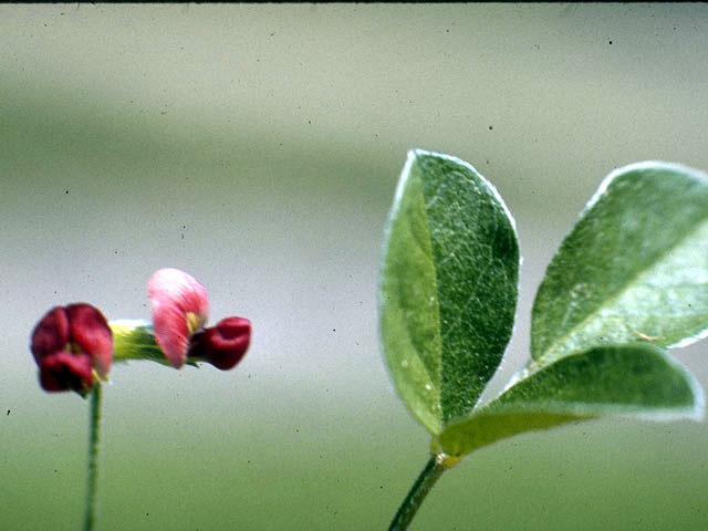 Pediomelum rhombifolium (Gulf indian breadroot) #4325