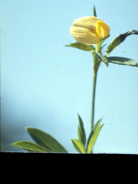 Rhynchosia senna var. texana (Texas snoutbean) #4340