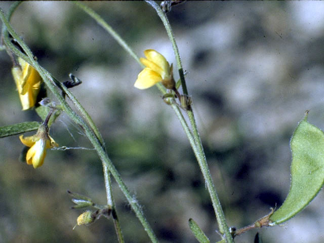 Rhynchosia senna var. texana (Texas snoutbean) #4341