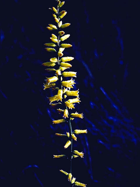 Aletris lutea (Yellow colicroot) #4396