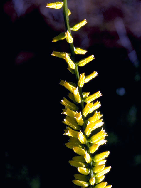 Aletris lutea (Yellow colicroot) #4400