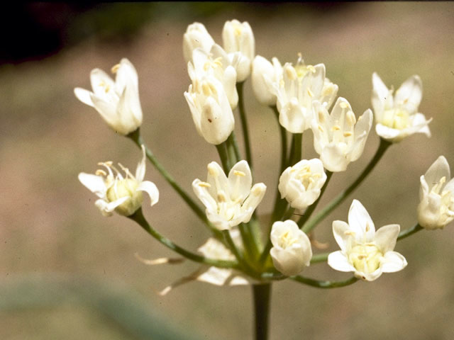 Allium canadense var. fraseri (Fraser meadow garlic) #4418