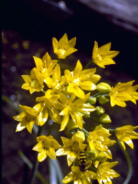 Allium coryi (Yellowflower onion) #4426