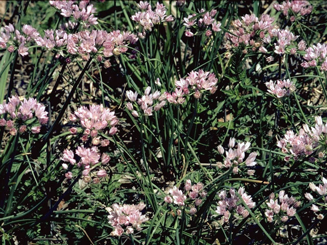 Allium Drummondii