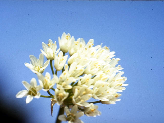 Allium canadense var. mobilense (Meadow garlic) #4444