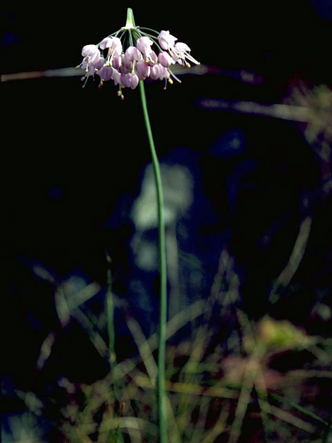 Allium unifolium (Oneleaf onion) #4464