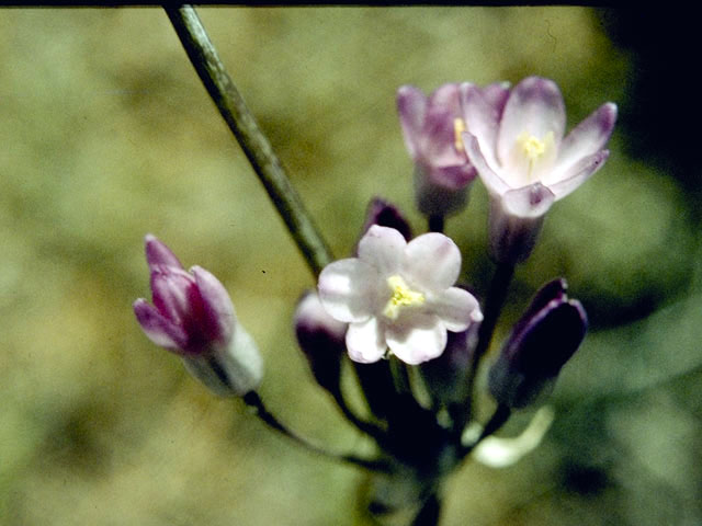 Dichelostemma capitatum ssp. pauciflorum (Little bluedicks) #4480