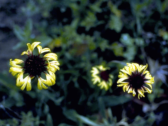 Gaillardia aestivalis (Lanceleaf blanketflower) #4483