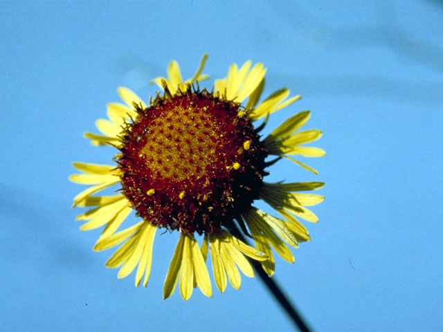 Gaillardia pinnatifida (Red dome blanketflower) #4507
