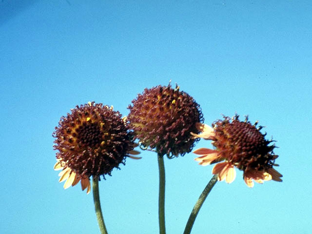 Gaillardia suavis (Pincushion daisy) #4527
