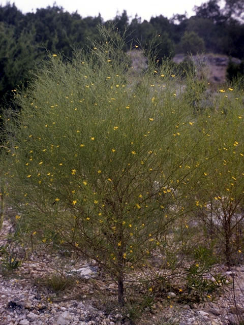 Amphiachyris dracunculoides (Prairie broomweed) #4573