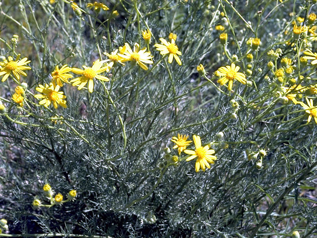 Ericameria linearifolia (Narrowleaf goldenbush) #4594