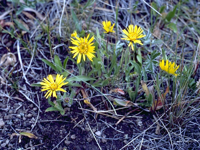 Pyrrocoma uniflora var. uniflora (Plantain goldenweed) #4606