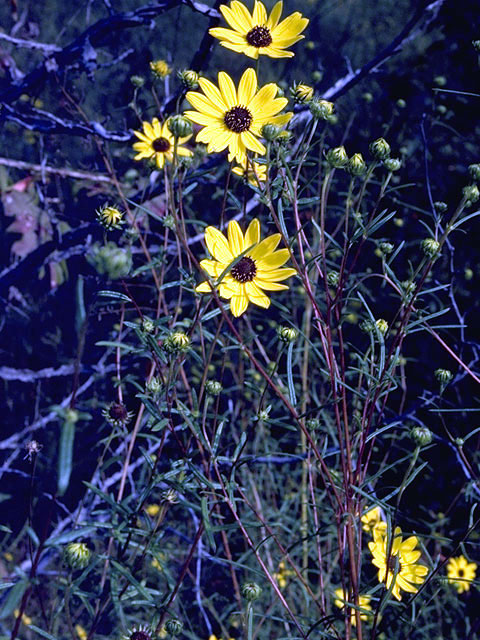 Helianthus angustifolius (Swamp sunflower) #4643
