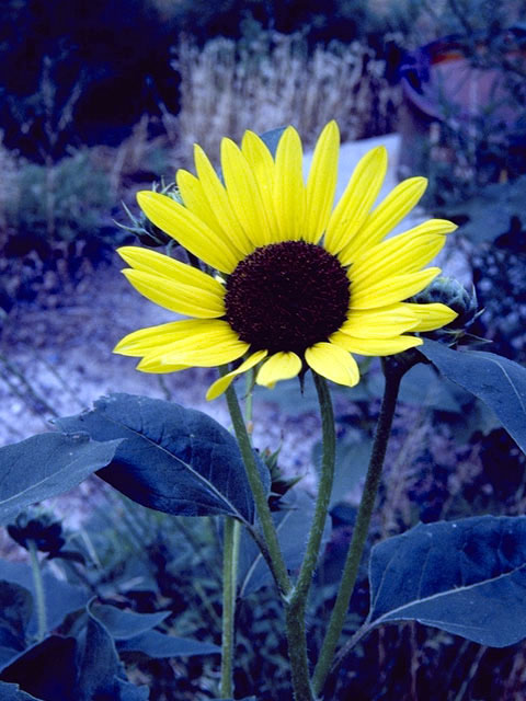 Helianthus anomalus (Western sunflower) #4656
