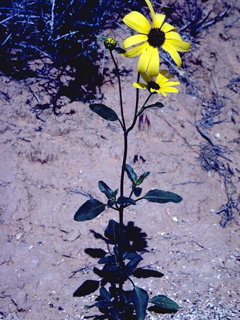 Helianthus anomalus (Western sunflower) #4657
