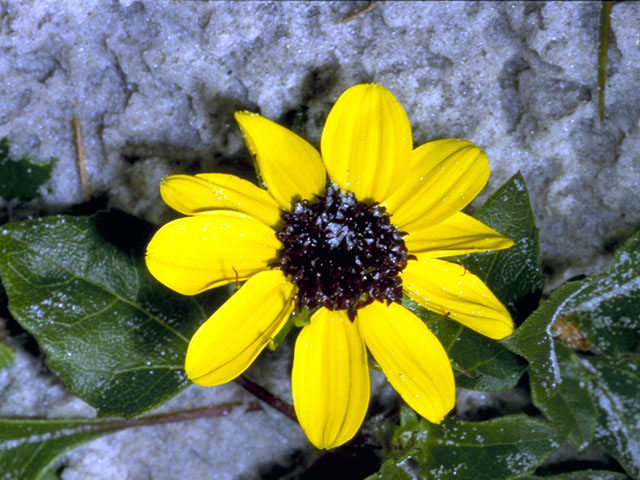 Helianthus debilis (Cucumberleaf sunflower) #4666