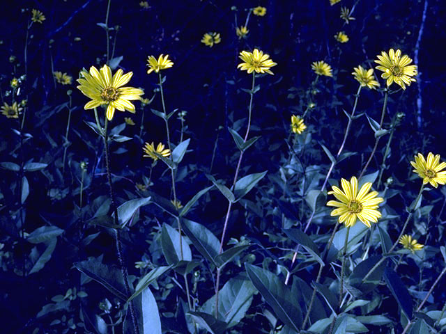 Helianthus pauciflorus (Stiff sunflower) #4682