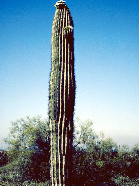 Carnegiea gigantea (Saguaro) #4739