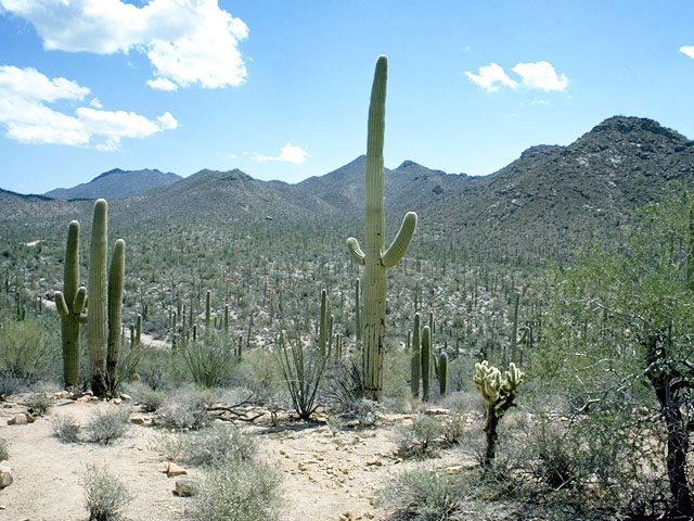 Carnegiea gigantea (Saguaro) #4742