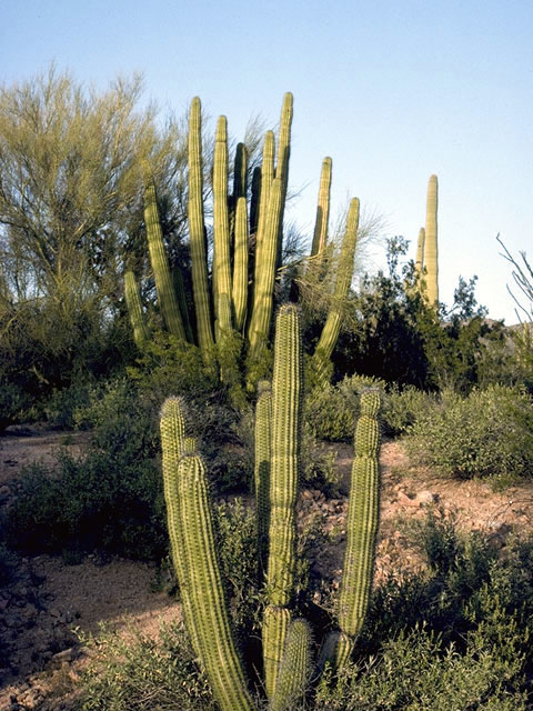 Stenocereus thurberi (Organpipe cactus) #4744
