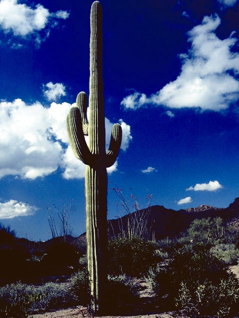 Carnegiea gigantea (Saguaro) #4745