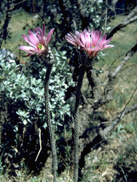 Echinocereus poselgeri (Dahlia hedgehog cactus) #4747