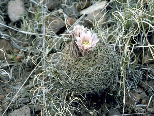 Echinomastus intertextus (White fishhook cactus) #4757