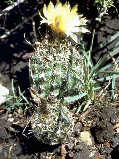 Thelocactus setispinus (Miniature barrel cactus) #4758