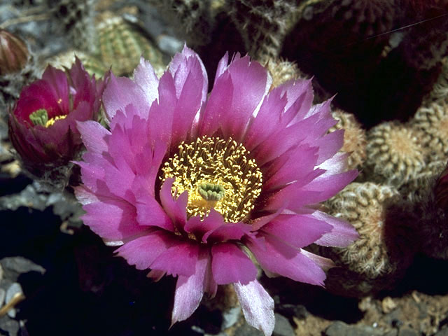 Echinocereus reichenbachii ssp. reichenbachii (Lace hedgehog cactus) #4766