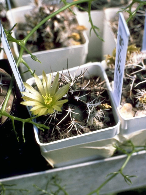 Echinocereus viridiflorus var. davisii (Davis' hedgehog cactus) #4773