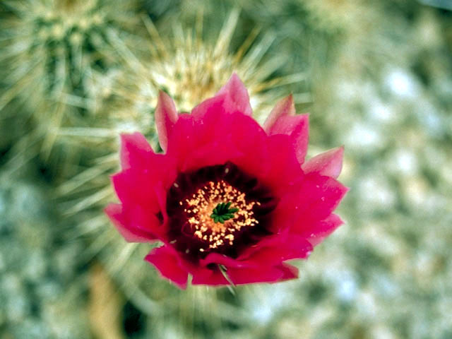 Echinocereus engelmannii (Engelmann's hedgehog cactus) #4777