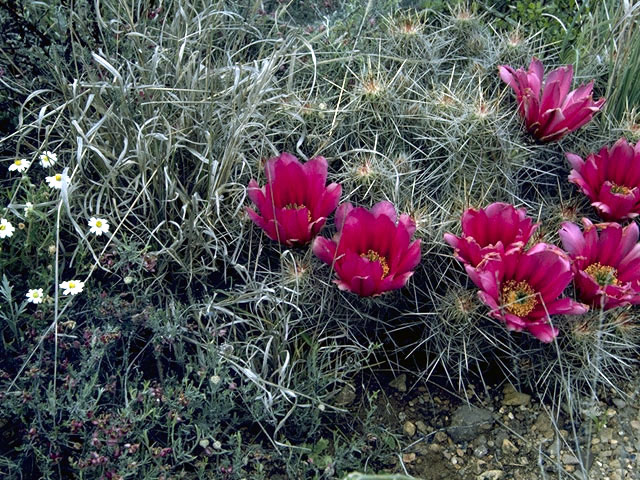 Echinocereus fendleri (Pinkflower hedgehog cactus) #4785
