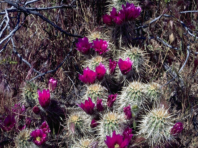 Echinocereus fendleri (Pinkflower hedgehog cactus) #4786
