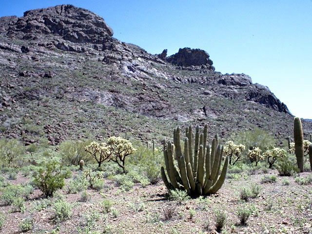 Stenocereus thurberi (Organpipe cactus) #4821