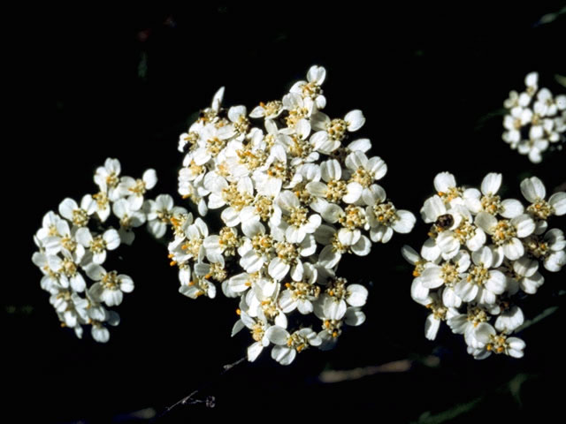 Achillea millefolium var. borealis (Boreal yarrow) #4823