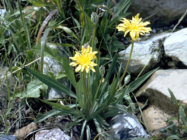 Agoseris heterophylla (Annual agoseris) #4850